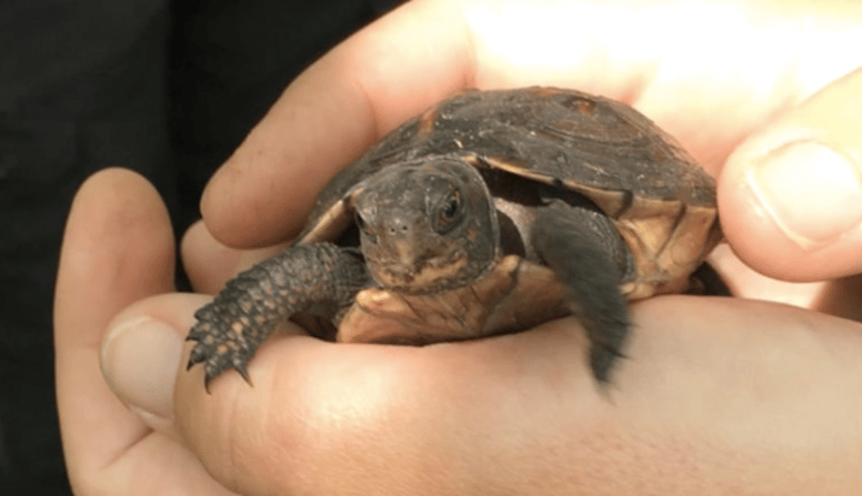 Chaque tortue est recensée