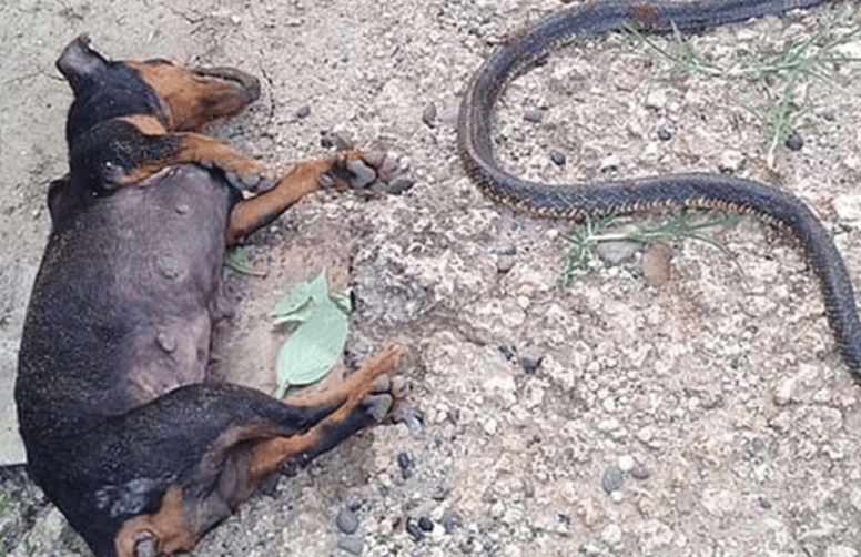 Le chien et le cobra ont tous deux perdu la vue