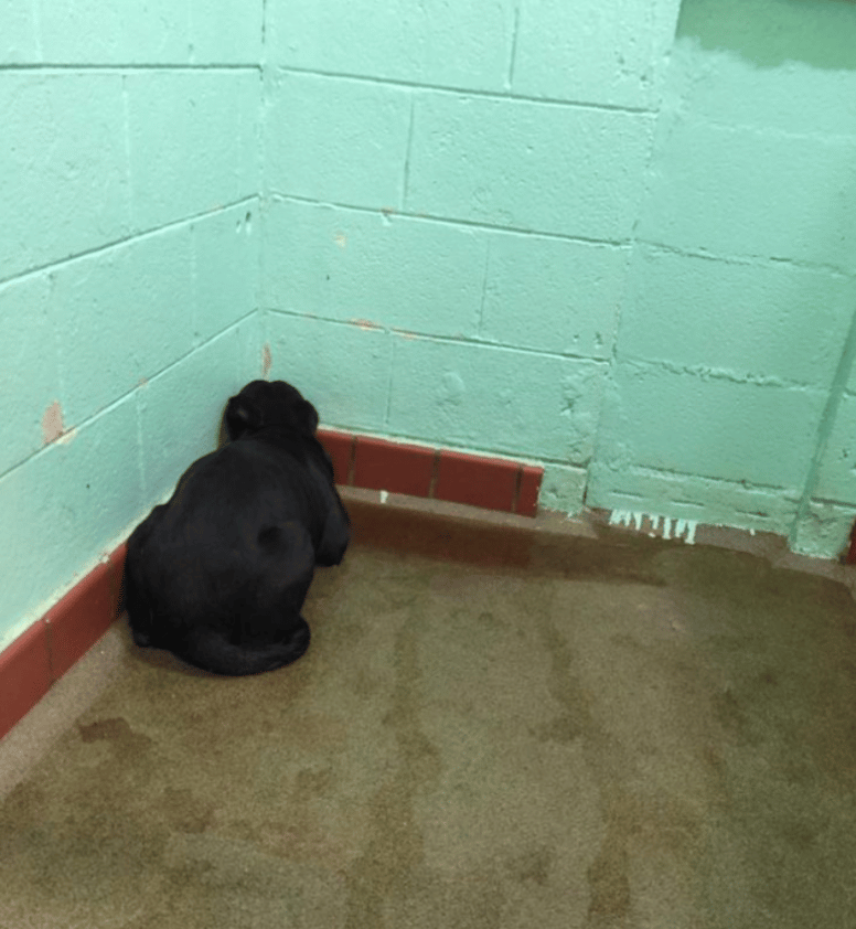La chienne restait dans un coin sans bouger