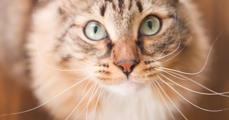 bigotes gato