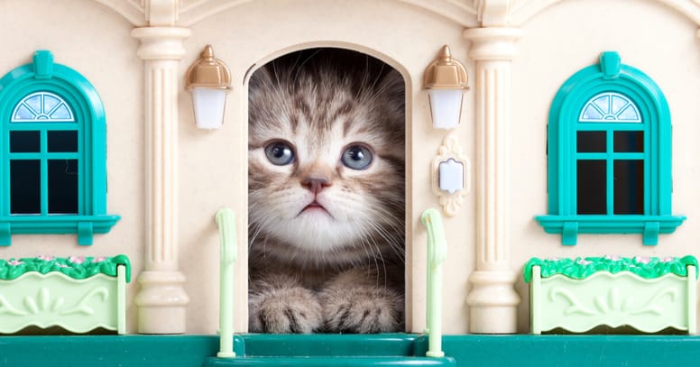 gato casa
