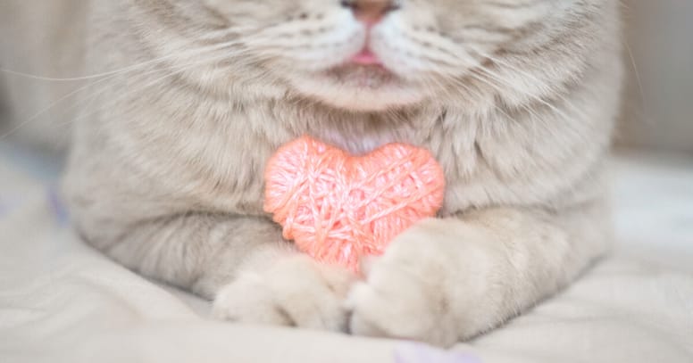 gato corazon