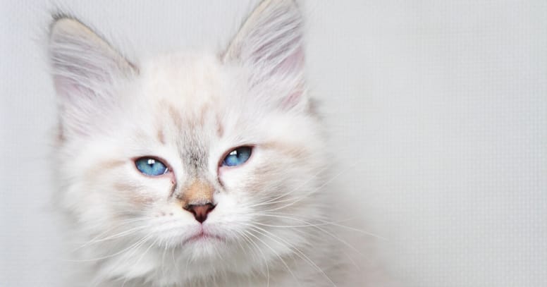 gato blanco con ojos azules y cara de enfado