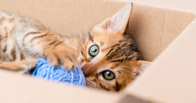gato jugando escondido caja
