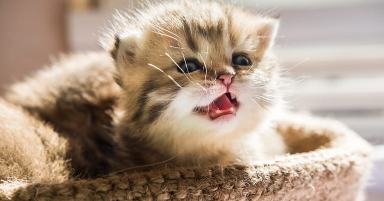 gato bebe escuchando