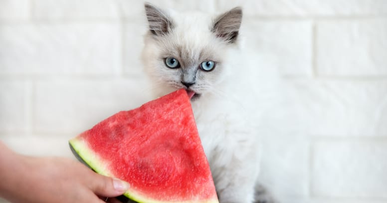gato comiendo sandía