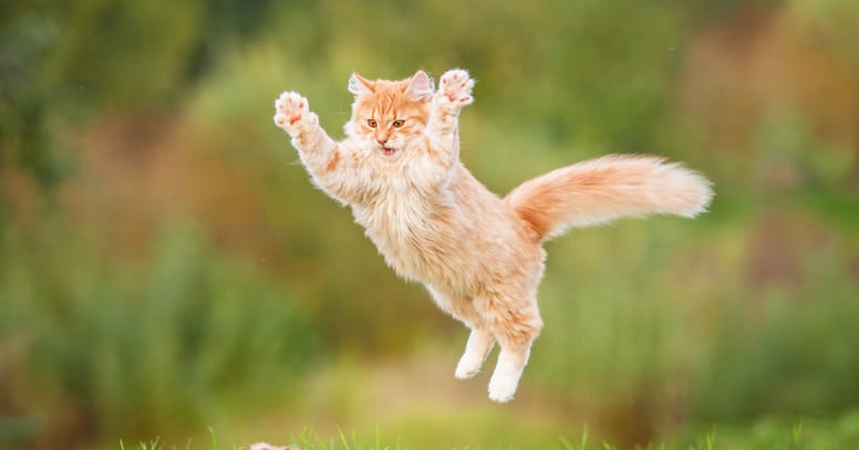 gato saltando muy alto