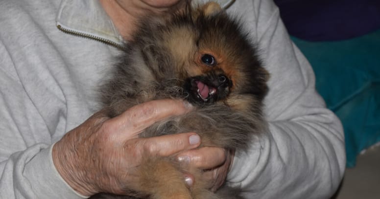 pomerania abuelo brazos