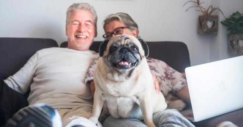 pug sofa abuelos