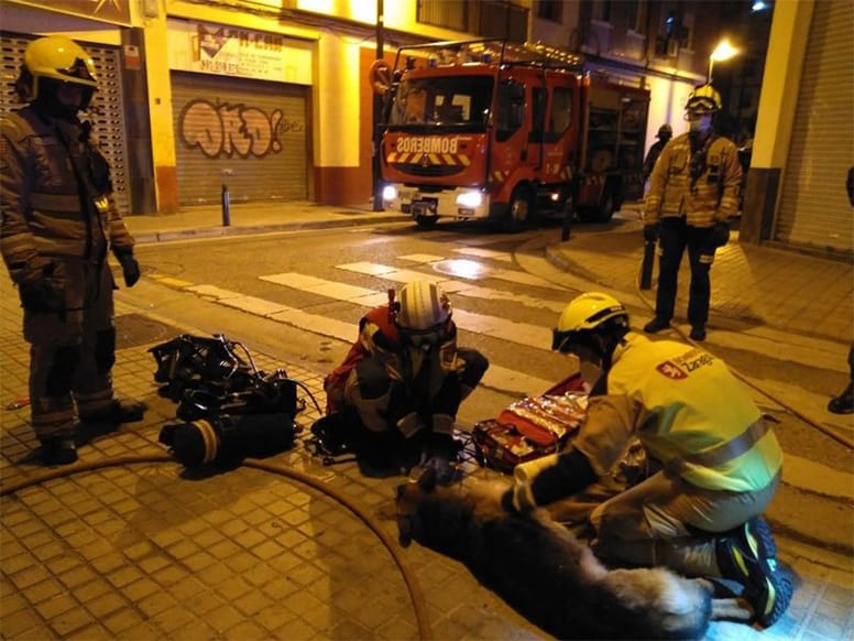 bomberos atienden al perro