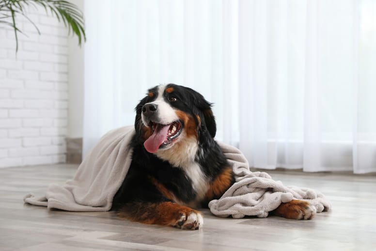 perro feliz bajo una manta