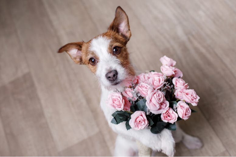 perro con ramo de flores