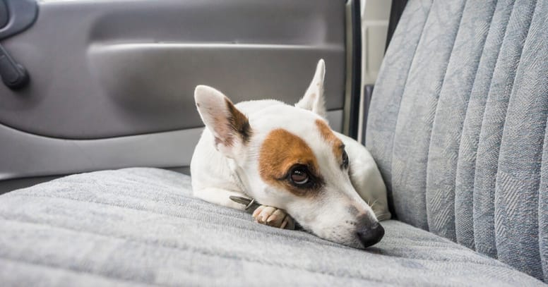 perro interior coche calor