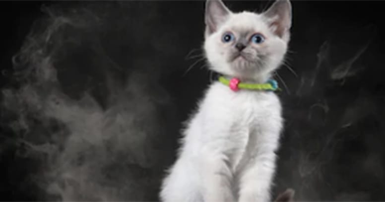 gato humo