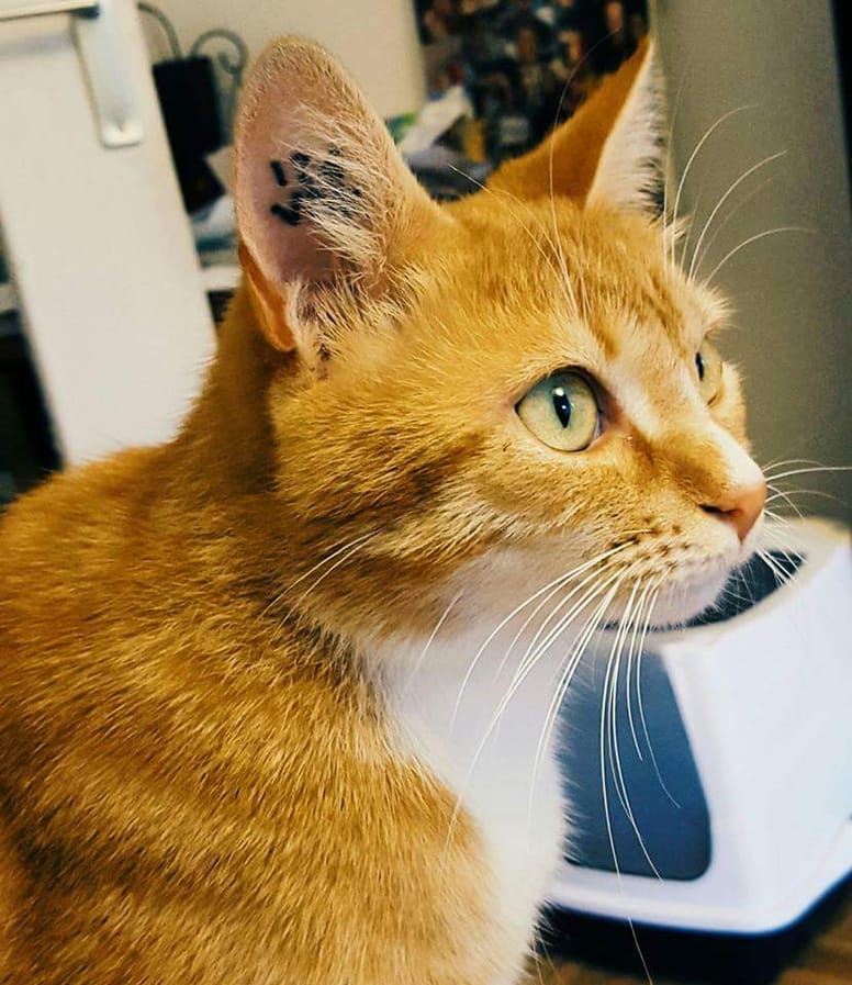 chat perdu