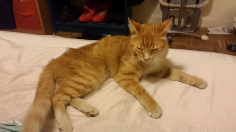 chat perdu