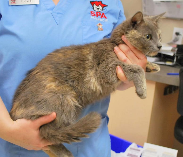 chat mâle écaille de tortue