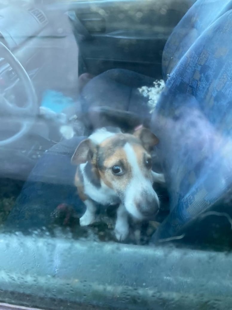 Chien jack russell enfermé dans une voiture