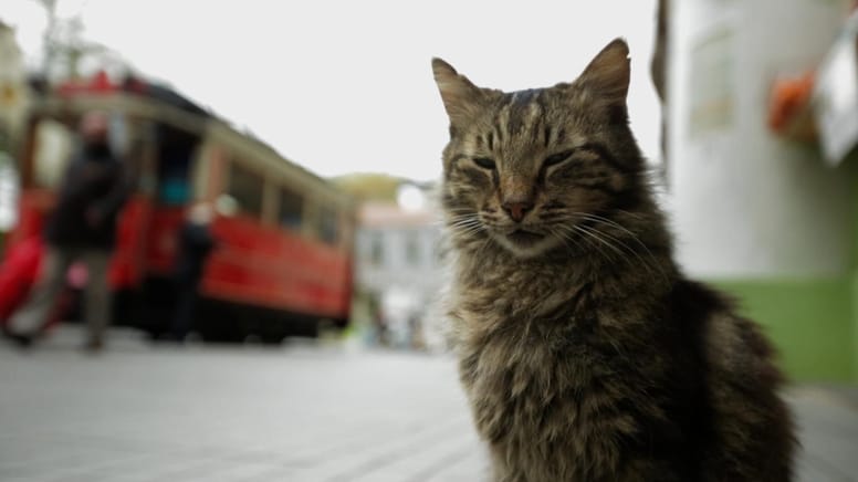 chat istanbul