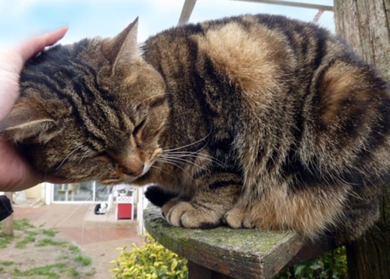 kenzi chatte tigrée