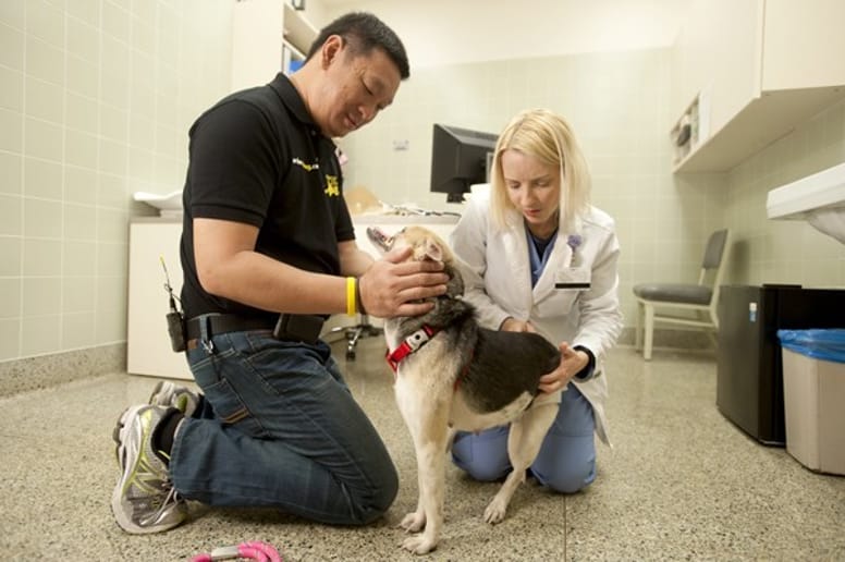 chien héros chirurgie