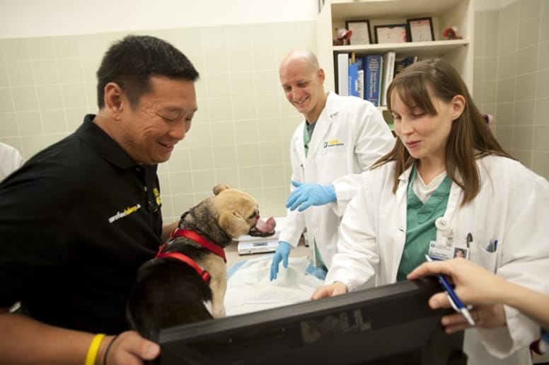 chien héros chirurgie
