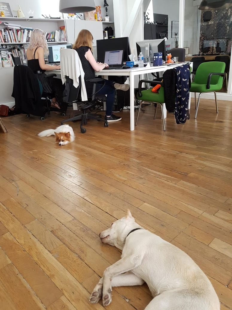 pets at work