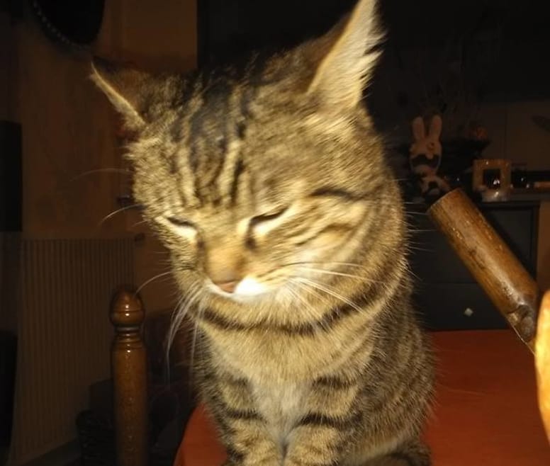 Un Chat Reconnaît-il Son Maître Après Une Longue Absence