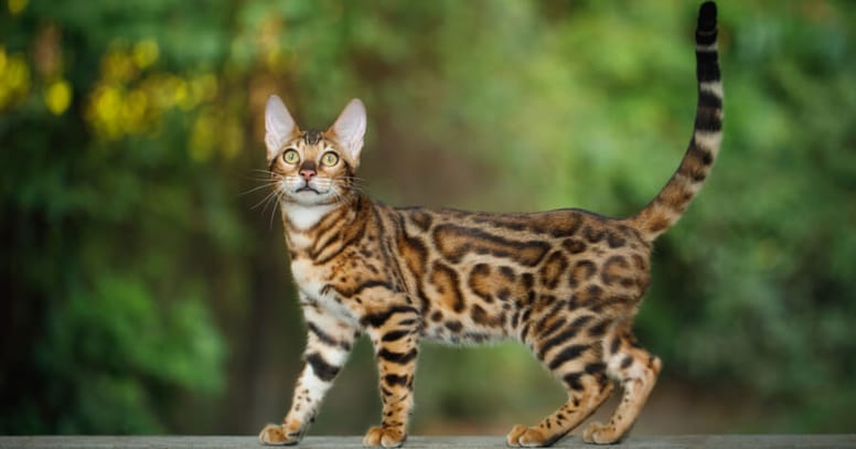 The Bengal cat 