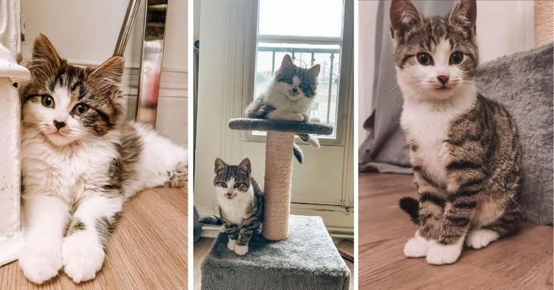 Two white and grey kittens