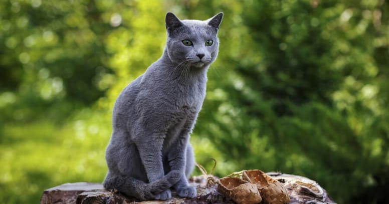 russian blue cat sitting on tree stump