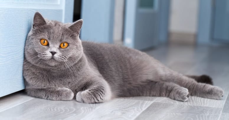 blue british shorthair lying down