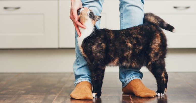 Cat bonding with its owner