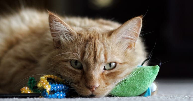 mouse toy with a cat