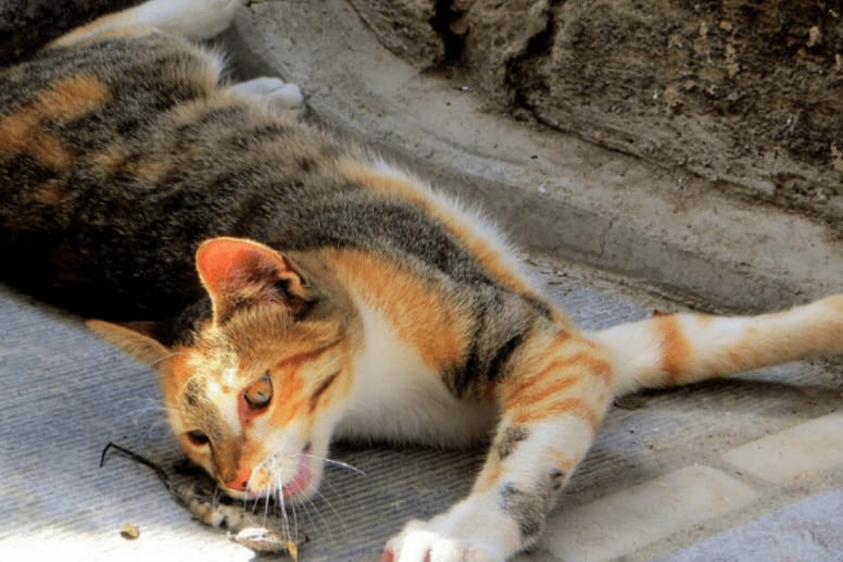 cat eating dead mice