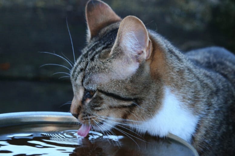 Cat drinking water