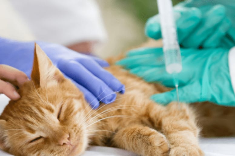 Ginger kitten getting treated