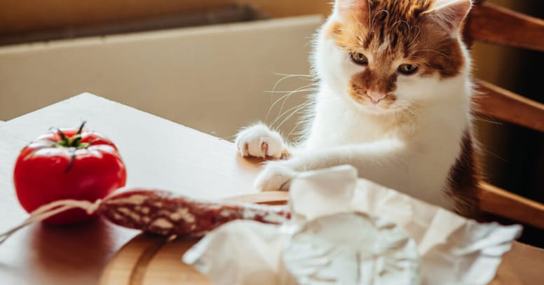 Cat in kitchen with ingredients