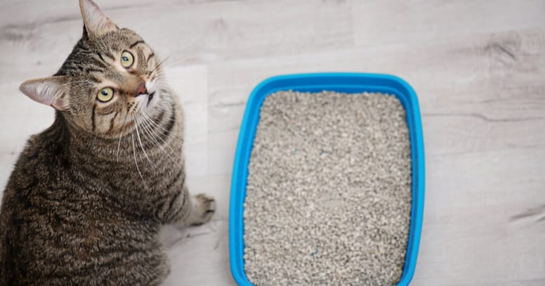 Cat next to litter tray