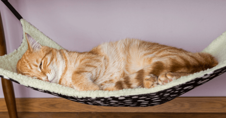 ginger cat sleeping in hammock underneath coffe table