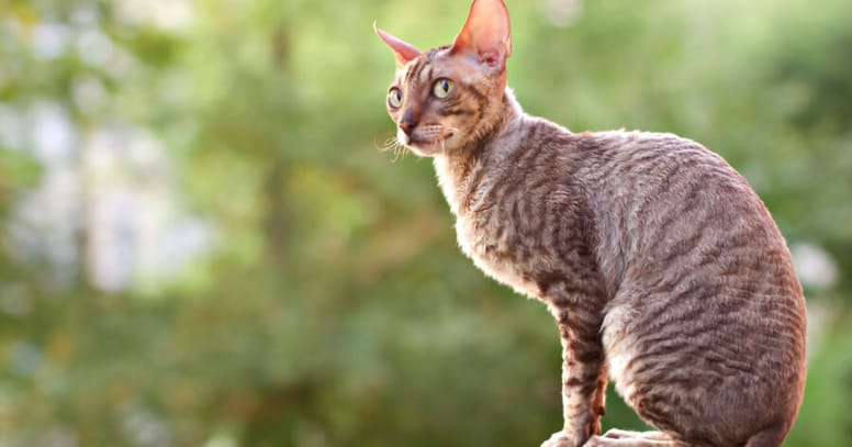 The Cornish rex cat