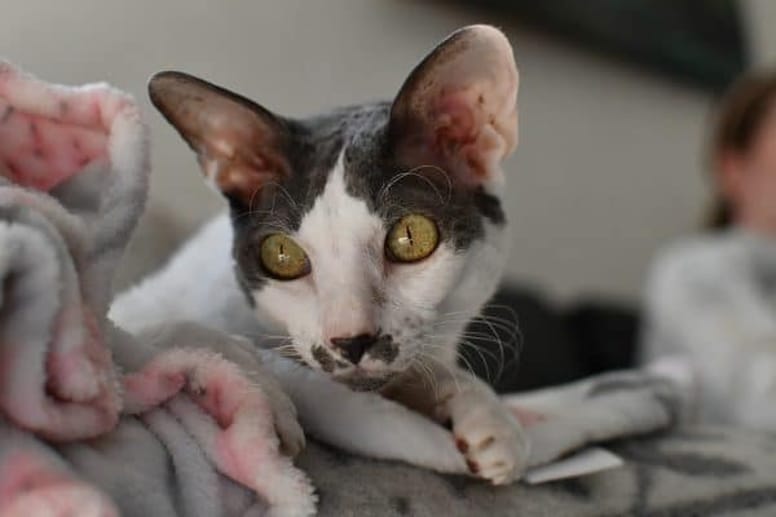 The Cornish Rex