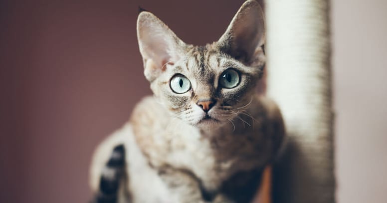 Devon Rex