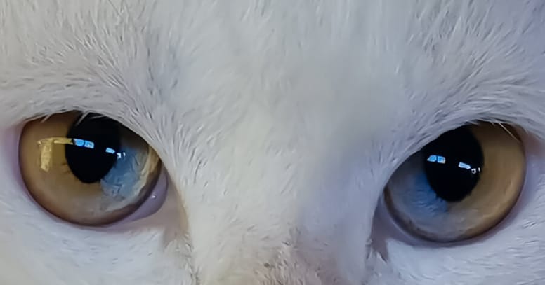 white cat with dichromatic eyes