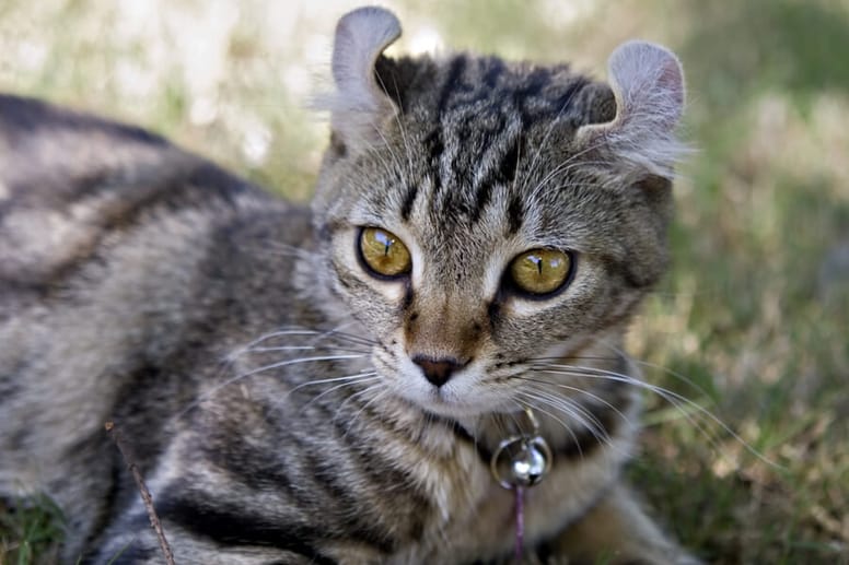 gato highlander gatos sin cola