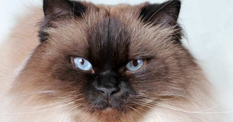 himalayan cat with blue eyes