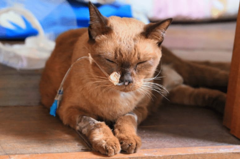 Cat with kidney failure treatment