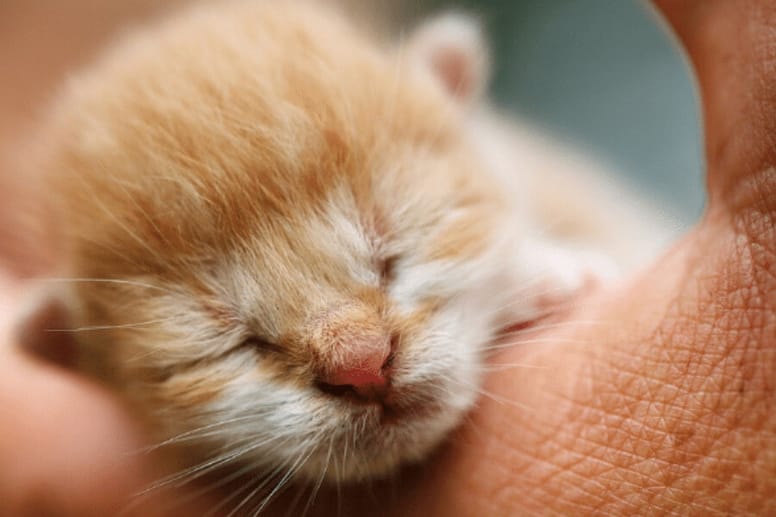 Newborn ginger kitten 