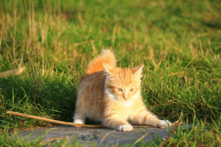 Ginger kitten in the grass