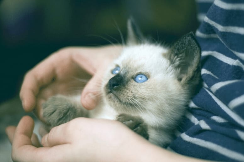 White kitten with blue eyes